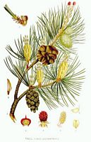 Pin sylvestre. Planche d'identification Naumann. Cliquer pour agrandir l'image.