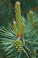 Pin sylvestre. Jeune cone, Villars. Cliquer pour agrandir l'image.