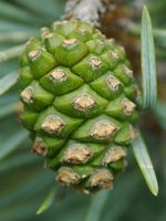 Pin sylvestre. Jeune cone, Villars. Cliquer pour agrandir l'image.