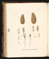 Pin sylvestre. Planche d'identification Saint-hilaire. Cliquer pour agrandir l'image.