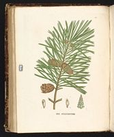 Pin sylvestre. Planche d'identification Saint-hilaire. Cliquer pour agrandir l'image.