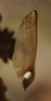 Pin sylvestre. Graine, Les Roches. Cliquer pour agrandir l'image.