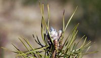 Pin sylvestre. Bourgeons, Puy des Gouttes. Cliquer pour agrandir l'image.