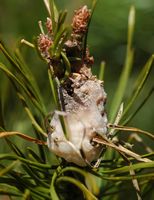 Pin sylvestre. Galle sur pin sylvestre. Cliquer pour agrandir l'image.