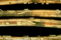 Pins. Rouge tardif. Cliquer pour agrandir l'image.