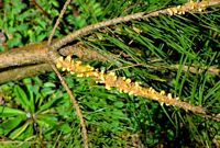 Pins. Rouille vesiculeuse. Cliquer pour agrandir l'image.