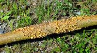 Pins. Rouille vesiculeuse. Cliquer pour agrandir l'image.