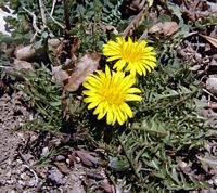 Pissenlit dent-de-lion. Plante en fleur. Cliquer pour agrandir l'image.