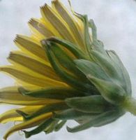 Pissenlit dent-de-lion. Fleur. Cliquer pour agrandir l'image.