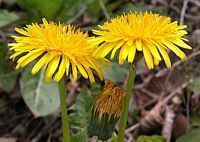 Pissenlit dent-de-lion. Fleurs. Cliquer pour agrandir l'image.