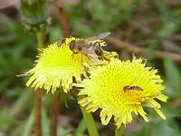 Pissenlit dent-de-lion. Insectes. Cliquer pour agrandir l'image.