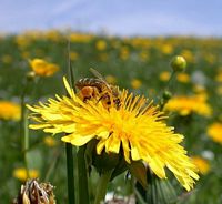 Pissenlit dent-de-lion. Fleur. Cliquer pour agrandir l'image.