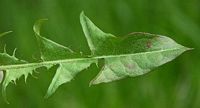 Pissenlit dent-de-lion. Feuille. Cliquer pour agrandir l'image.