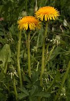 Pissenlit dent-de-lion. Plantes. Cliquer pour agrandir l'image.