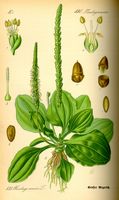 Plantain majeur. Planche d'identification. Cliquer pour agrandir l'image.
