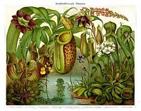 Plantes carnivores. Meyer. Cliquer pour agrandir l'image.
