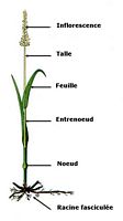 Poacées. Structure générale. Cliquer pour agrandir l'image.