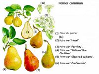 Poirier commun. Planche d'identification. Cliquer pour agrandir l'image.