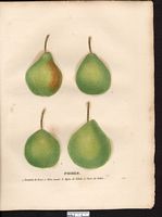 Poirier commun. Planche d'identification Saint-hilaire. Cliquer pour agrandir l'image.