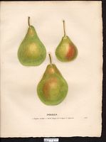 Poirier commun. Planche d'identification Saint-hilaire. Cliquer pour agrandir l'image.