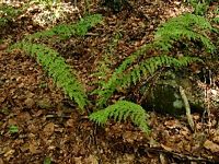 Polystic fougère-mâle. Cliquer pour agrandir l'image.