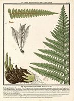 Polystic fougère-mâle. Planche d'identification. Cliquer pour agrandir l'image.