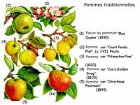Pommier domestique. Planche d'identification. Cliquer pour agrandir l'image.