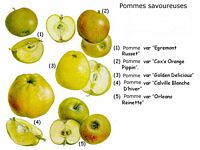 Pommier domestique. Planche d'identification. Cliquer pour agrandir l'image.