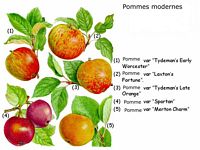 Pommier domestique. Planche d'identification. Cliquer pour agrandir l'image.