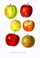 Pommier domestique. Planche d'identification. Cliquer pour agrandir l'image.