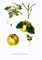 Pommier domestique. Planche d'identification. Cliquer pour agrandir l'image.