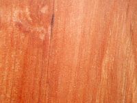 Pommier sauvage. Coupe longitudinale. Cliquer pour agrandir l'image.