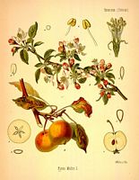 Pommier sauvage. Dessin d'identification. Cliquer pour agrandir l'image.