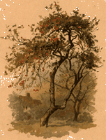 Pommier sauvage. Dessin. Cliquer pour agrandir l'image.