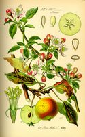 Pommier sauvage. Planche d'identification. Cliquer pour agrandir l'image.