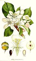 Pommier sauvage. Planche d'identification Linnemand. Cliquer pour agrandir l'image.
