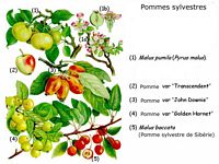Pommiers. Planche d'identification. Cliquer pour agrandir l'image.