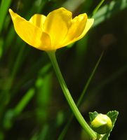 Populage des marais. Narse d'Espinasse. Cliquer pour agrandir l'image.