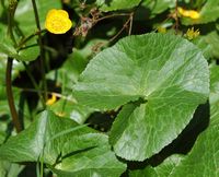 Populage des marais. Feuille, narse d'Espinasse. Cliquer pour agrandir l'image.
