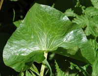 Populage des marais. Feuille, narse d'Espinasse. Cliquer pour agrandir l'image.