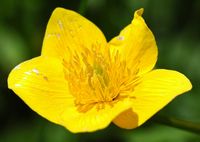Populage des marais. Fleur, narse d'Espinasse. Cliquer pour agrandir l'image.