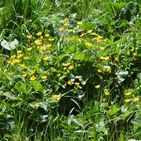Populage des marais. Plantes, narse d'Espinasse. Cliquer pour agrandir l'image.