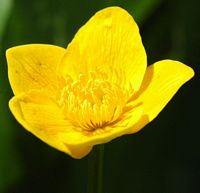 Populage des marais. Fleur, narse d'Espinasse. Cliquer pour agrandir l'image.