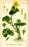Populage des marais. Planche d'identification Thomé. Cliquer pour agrandir l'image.