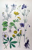 Populage des marais. Planche d'identification Hoffmann. Cliquer pour agrandir l'image.
