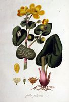 Populage des marais. Planche d'identification Flora batava. Cliquer pour agrandir l'image.