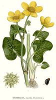 Populage des marais. Planche d'identification Linnemand. Cliquer pour agrandir l'image.