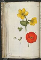 Populage des marais. Planche d'identification Aubry. Cliquer pour agrandir l'image.