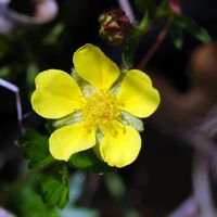 Potentille rampante. Fleur, Côtes de Clermont. Cliquer pour agrandir l'image.