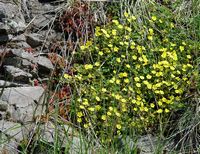Potentille rampante. Plantes, Côtes de Clermont. Cliquer pour agrandir l'image.